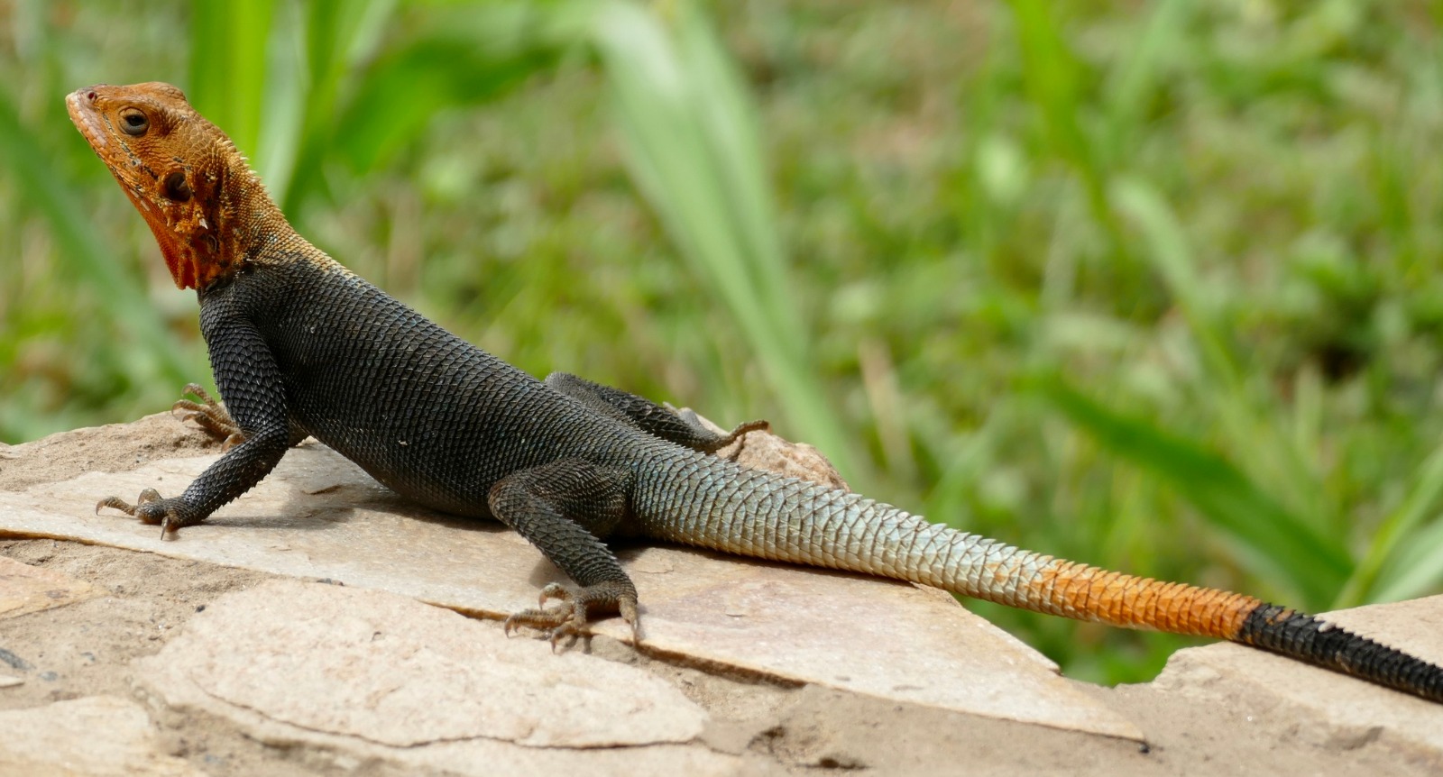 Lizard Example