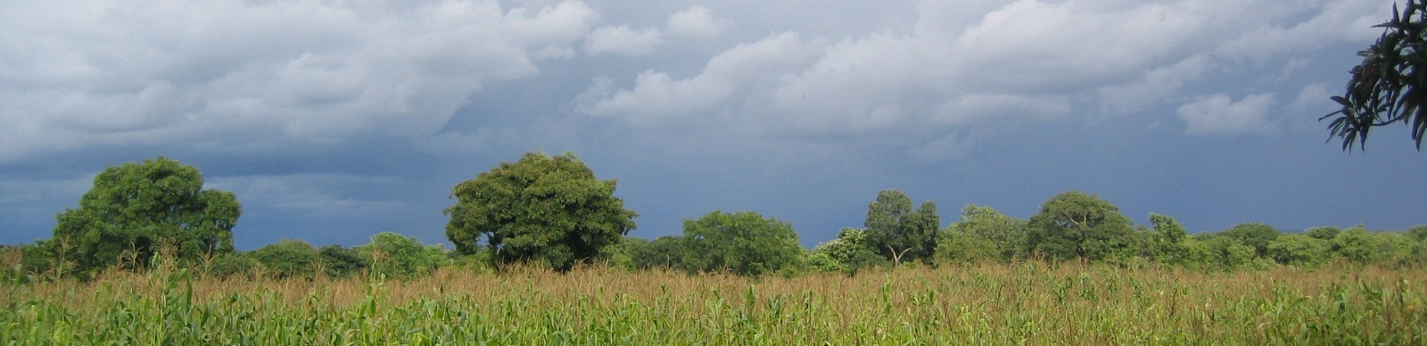 Maize field